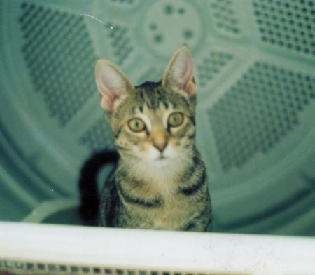 Xev sitting in the clothes dryer