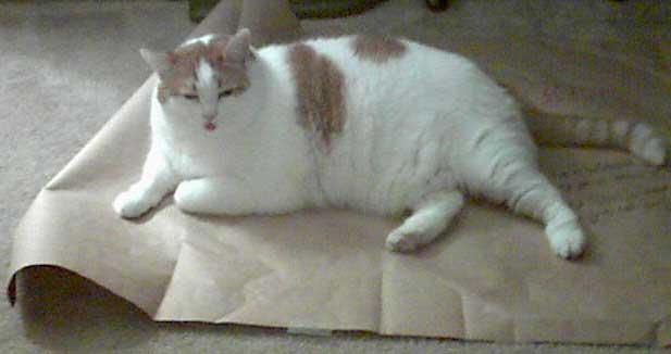 Tubby Cat as Gene Simmons (4k
image)