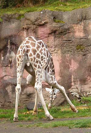 Giraffe bending down to get food off the
ground