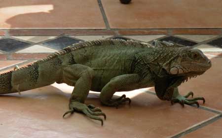 An iguana hangs out in
Aruba.