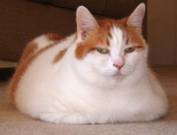 Semper, the Tub
Cat