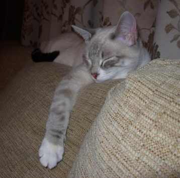 Jack naps on the back of the
couch.