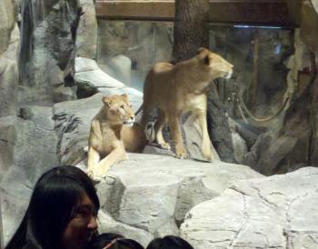 The lions in the MGM
Grand.