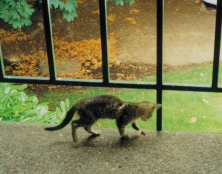 Xev out playing on the balcony