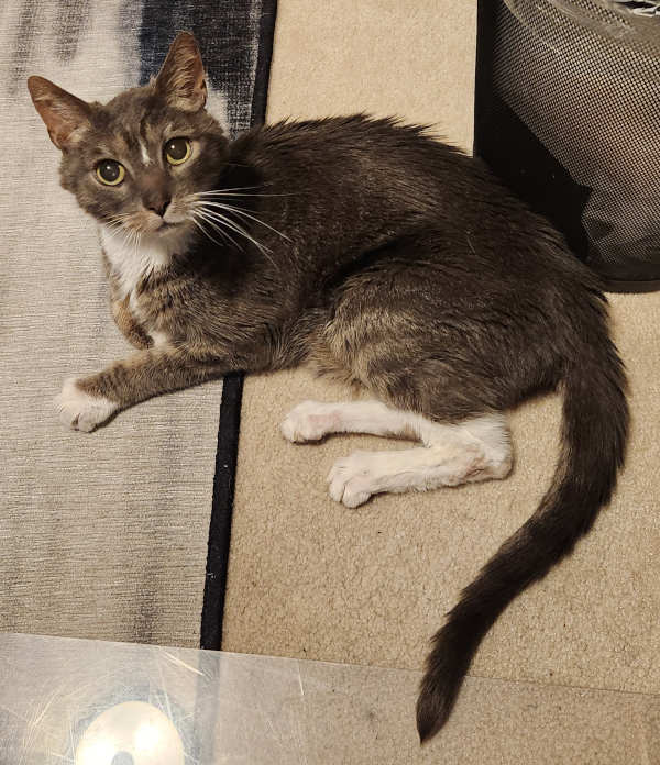 Kai, the most loyal of dog-cats